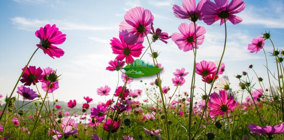 هوای پاک، موهبتی ست الهی